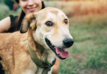 Dechra Becomes Human-Animal Bond Certified Company to Support Veterinarians and Public Health